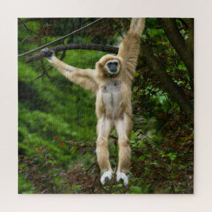 Lar Gibbon, der vom Baum hängt