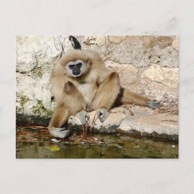 Lar gibbon nahe Teich Postkarte (Vorderseite)