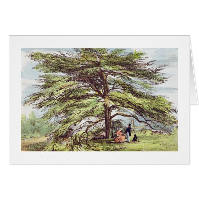 L'arbre de cèdre du Liban dans l'arborétum, Kew (Devant horizontal)