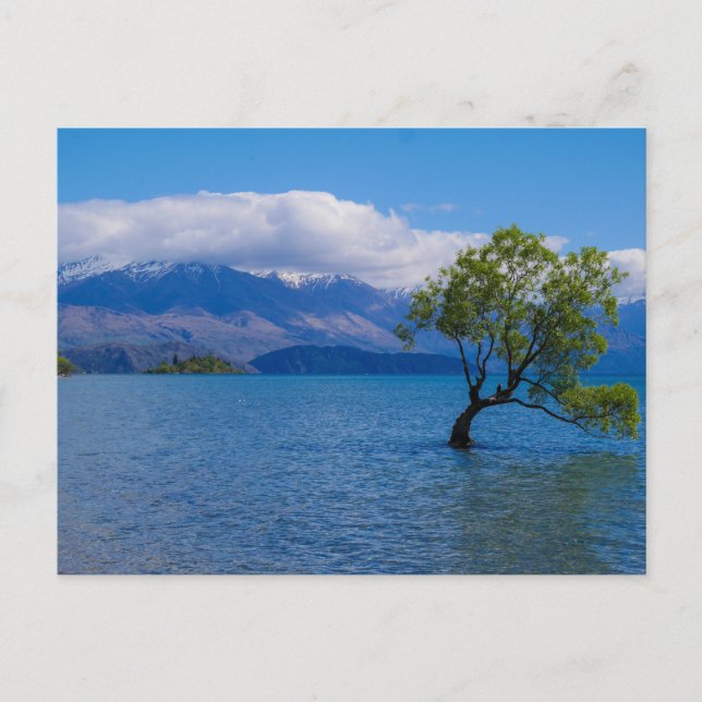L'arbre de Wanaka, lac Wanaka, NZ - carte postale (Devant)