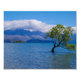 L'arbre de Wanaka, lac Wanaka, NZ - copie de photo