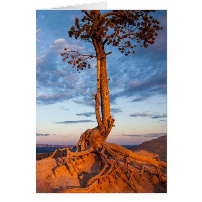 L'arbre s'accroche au rebord, parc national de (Devant)
