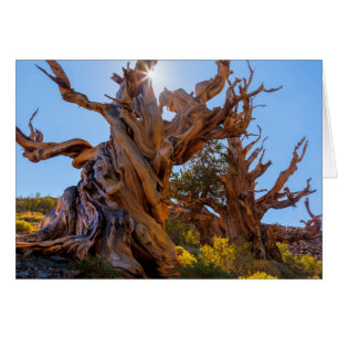 L'Arbre Sentinelle