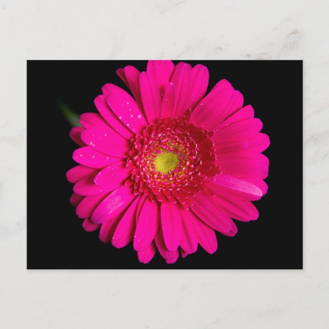 Large Pink Gerber Daisy Postkarte (Vorderseite)