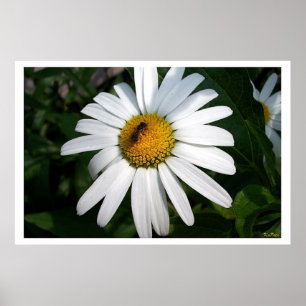 Large Shasta Daisy voll konfrontiert Poster