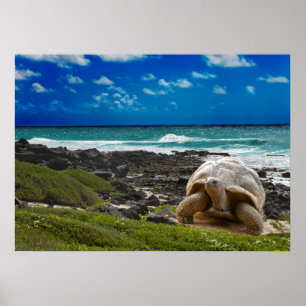 Large turtle at the sea edge poster