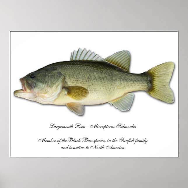 Largemouth Bass Poster (Vorne)