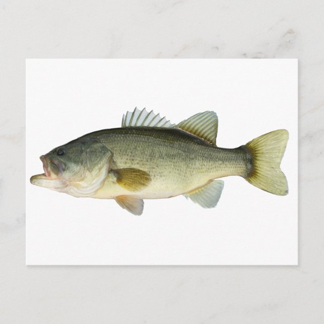 Largemouth Bass Postkarte (Vorderseite)