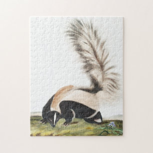 LargeTails Skunk Mephitis macroura Illustration
