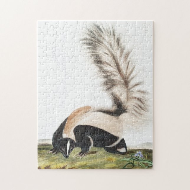 LargeTails Skunk Mephitis macroura Illustration (Vertikal)