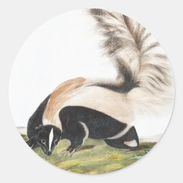 LargeTails Skunk Mephitis macroura Illustration Runder Aufkleber (Vorderseite)