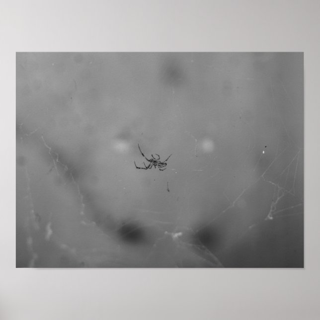 Larinioides sclopetarius poster (Vorne)