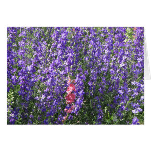 Larkspur