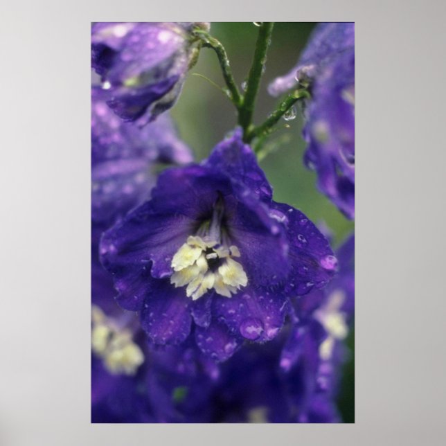 Larkspur (Delphinium-Hybride)-Blume Poster (Vorne)
