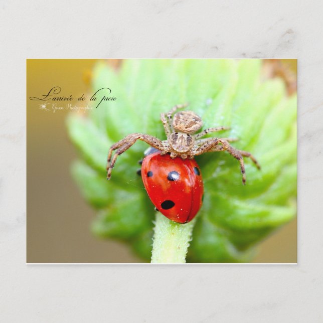 L'arrivée de la proie postkarte (Vorderseite)