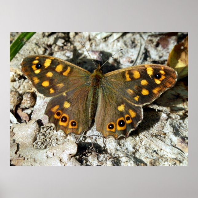 Lasiommata Westwood Butterfly Poster (Vorne)