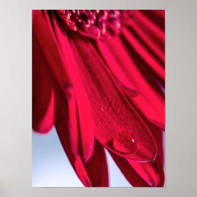 Lass Blüten SpŌ Poster (Vorne)