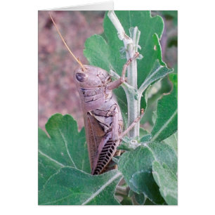 Lass dich nicht von diesem Grasshopper umarmen
