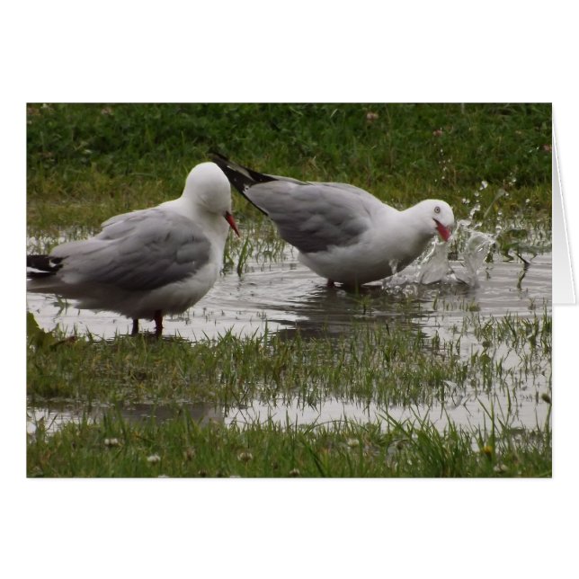 Lass mich nicht plappern! (Vorderseite (Horizontal))