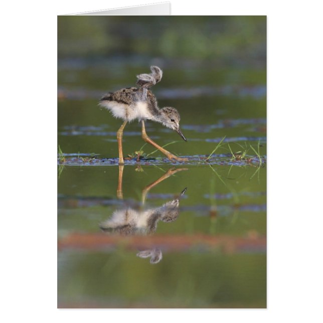 Lass mir deinen Flügelvögel sehen (Vorne)