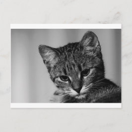 Lass mir sehen ... (skeptische Katze) Postkarte