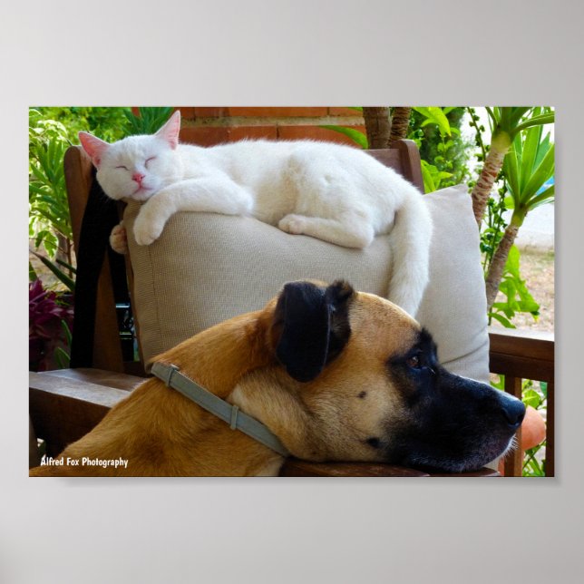 Lass Schlafende Katzen Liegen Poster (Vorne)