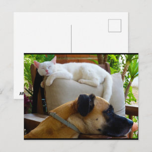 Lass schlafende Katzen liegen Postkarte