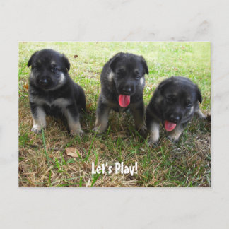 Lass uns spielen! Deutsche Schäferpuppy-Postkarte Postkarte