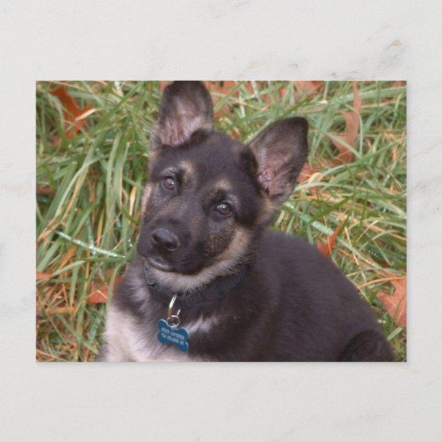 Lass uns spielen! Deutsche Schäferpuppy-Postkarte Postkarte (Vorderseite)