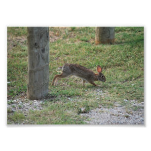 Lässig Bunny Fotodruck