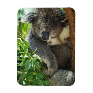 Lässiger Koala-flexibler Magnet