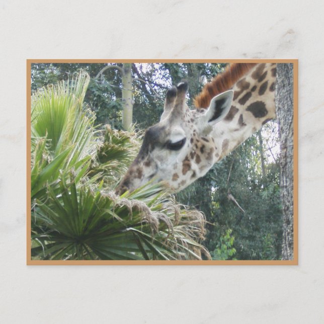 Lasst uns mal ein bisschen essen gehen! postkarte (Vorderseite)