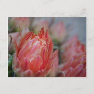 Late Summers bounty Postkarte