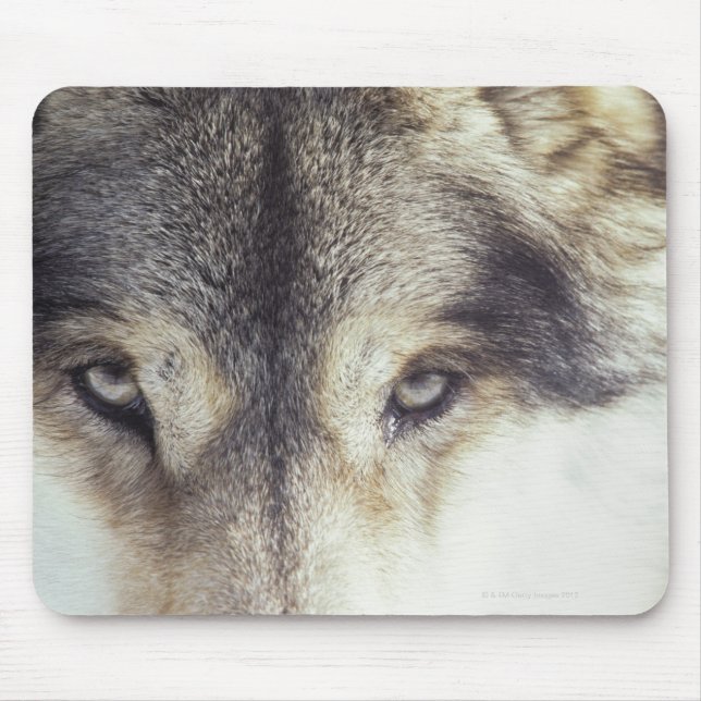 lateinische Bezeichnung: Canis Lupus Mousepad (Vorne)