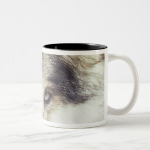 Lateinischer Name: CanisLupus Zweifarbige Tasse