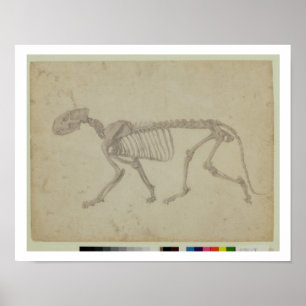 Laterale Sicht auf ein Tiger-Skelett, fertige Stud Poster