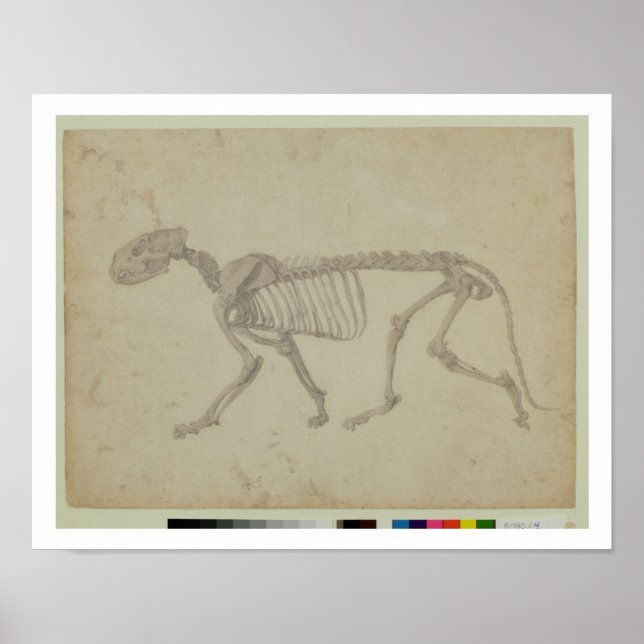 Laterale Sicht auf ein Tiger-Skelett, fertige Stud Poster (Vorne)