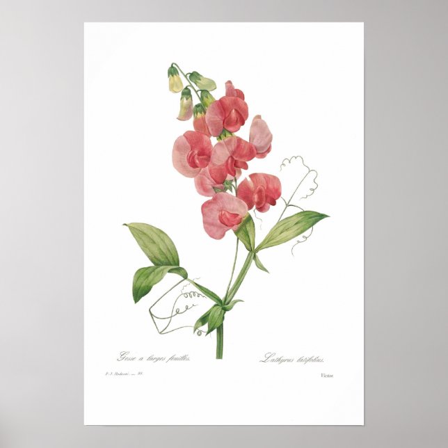 Lathyrus latifolius poster (Vorne)