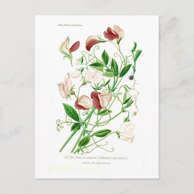 Lathyrus odoratus postkarte (Vorderseite)