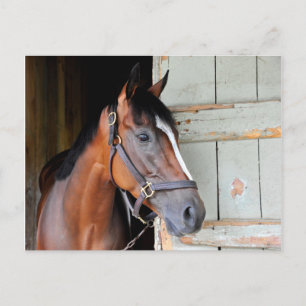 Latigo Trail Postkarte