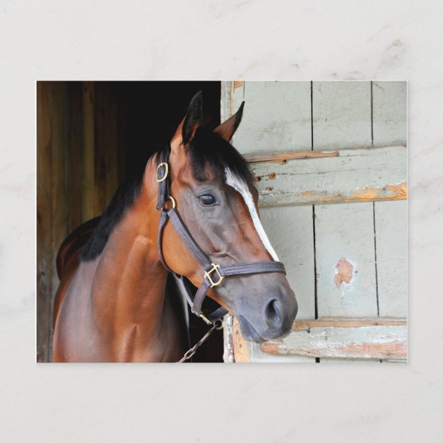 Latigo Trail Postkarte (Vorderseite)