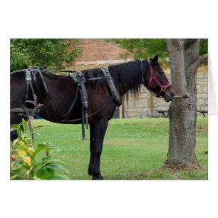 L'attente du Cheval Amish dans l'Iowa rural