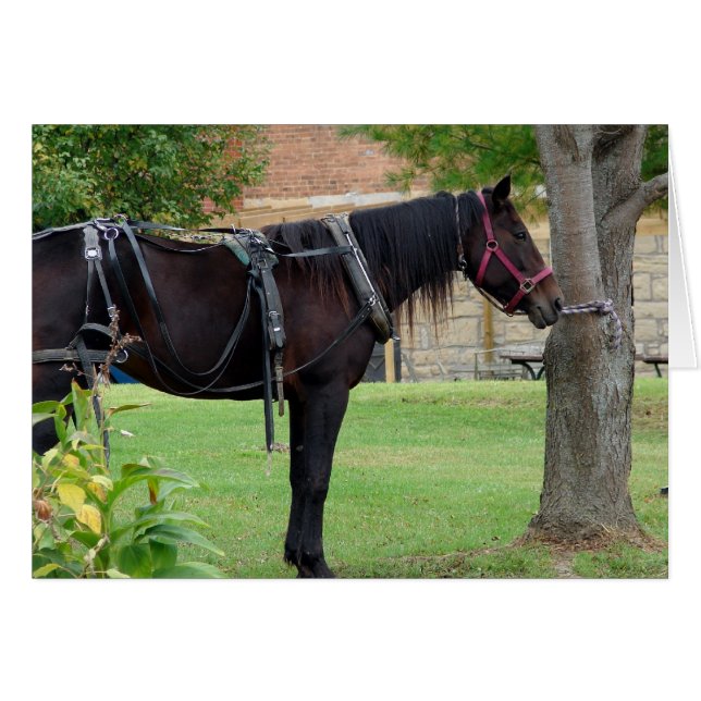 L'attente du Cheval Amish dans l'Iowa rural (Devant horizontal)