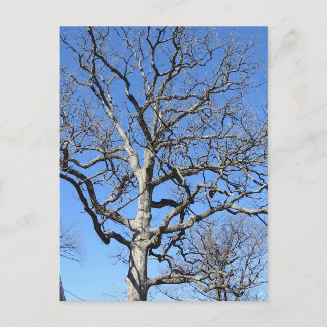 Laubbaum Postkarte (Vorderseite)