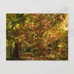 Laubdach des Herbstlaubs II Gelbe Herbstfotografie Postkarte