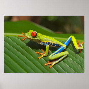 Laubfrosch Poster