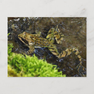 Laubfrosch Postkarte