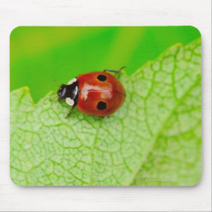 Laubvogel, der über ein Blatt geht Mousepad