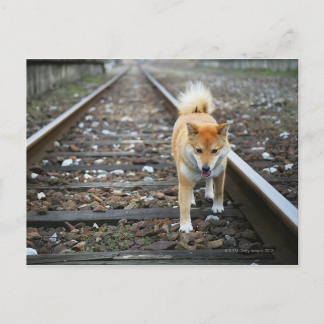 Laufbahn für Hunde Postkarte (Vorderseite)