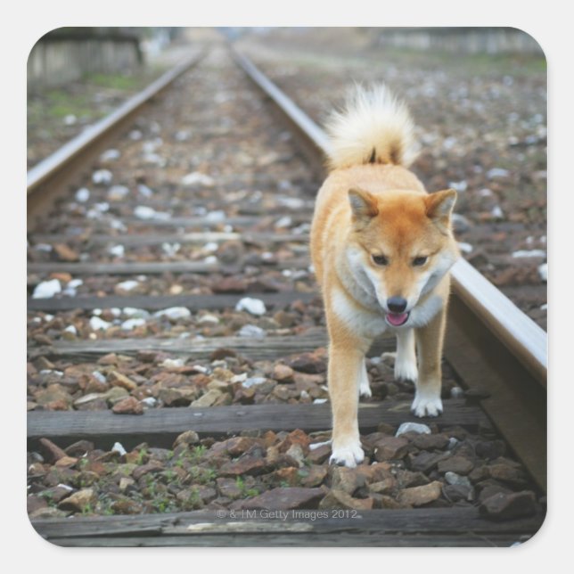 Laufbahn für Hunde Quadratischer Aufkleber (Vorderseite)